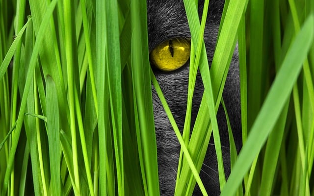 Free cat eye grass illustration