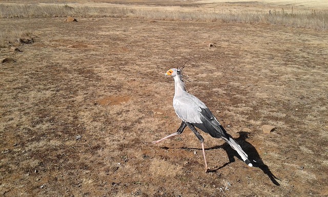 Free Wild Bird photo and picture