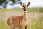 roe deer, capreolus capreolus, animal