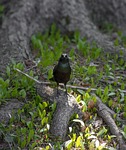 greater antillean grackle, bird, new jersey