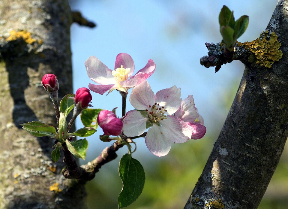 Free photo Flowers, Apple, Garden, Tree Free Image on Pixabay 1367508