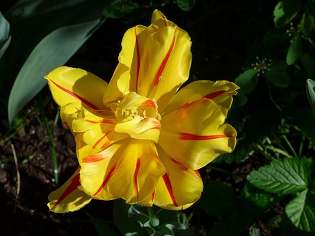 Free Flower Tulip photo and picture