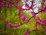 chinese judas tree, tree, flowers