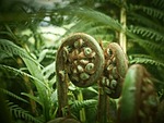 palm fern, fern, plant