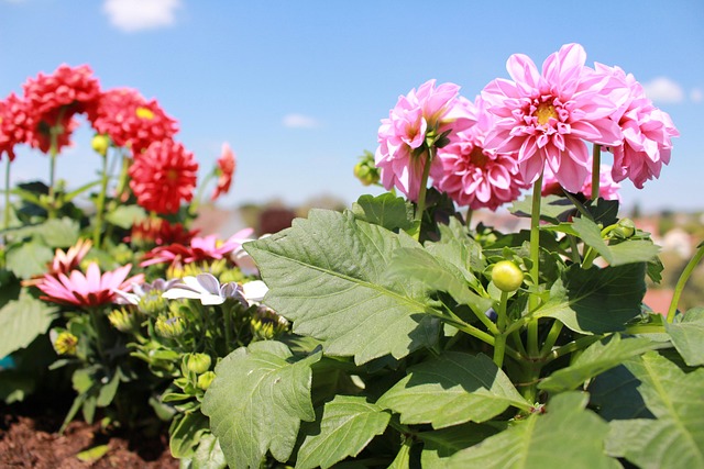 Blumen, Frühling, Blumen Hintergrund