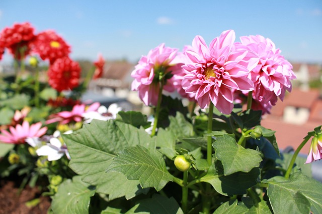 Blumen, Frühling, Dahlie, Pinke Blumen