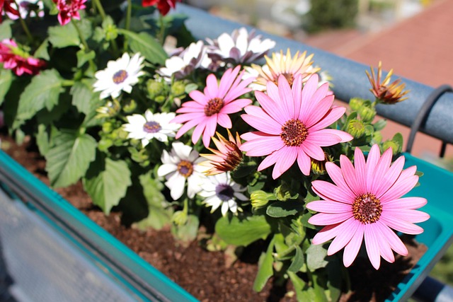 Blumen, Frühling, Dahlie, Pinke Blumen