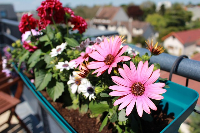 Blumen, Frühling, Dahlie, Pinke Blumen
