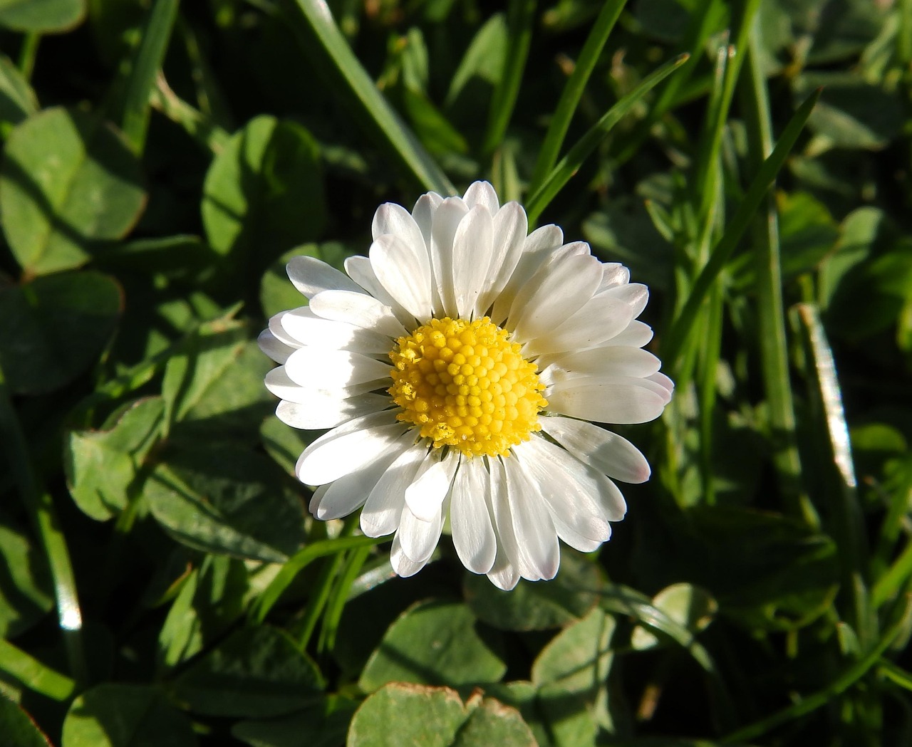 daisy-1368284_1280.jpg