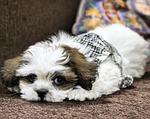 dog, noddy, lhasa apso