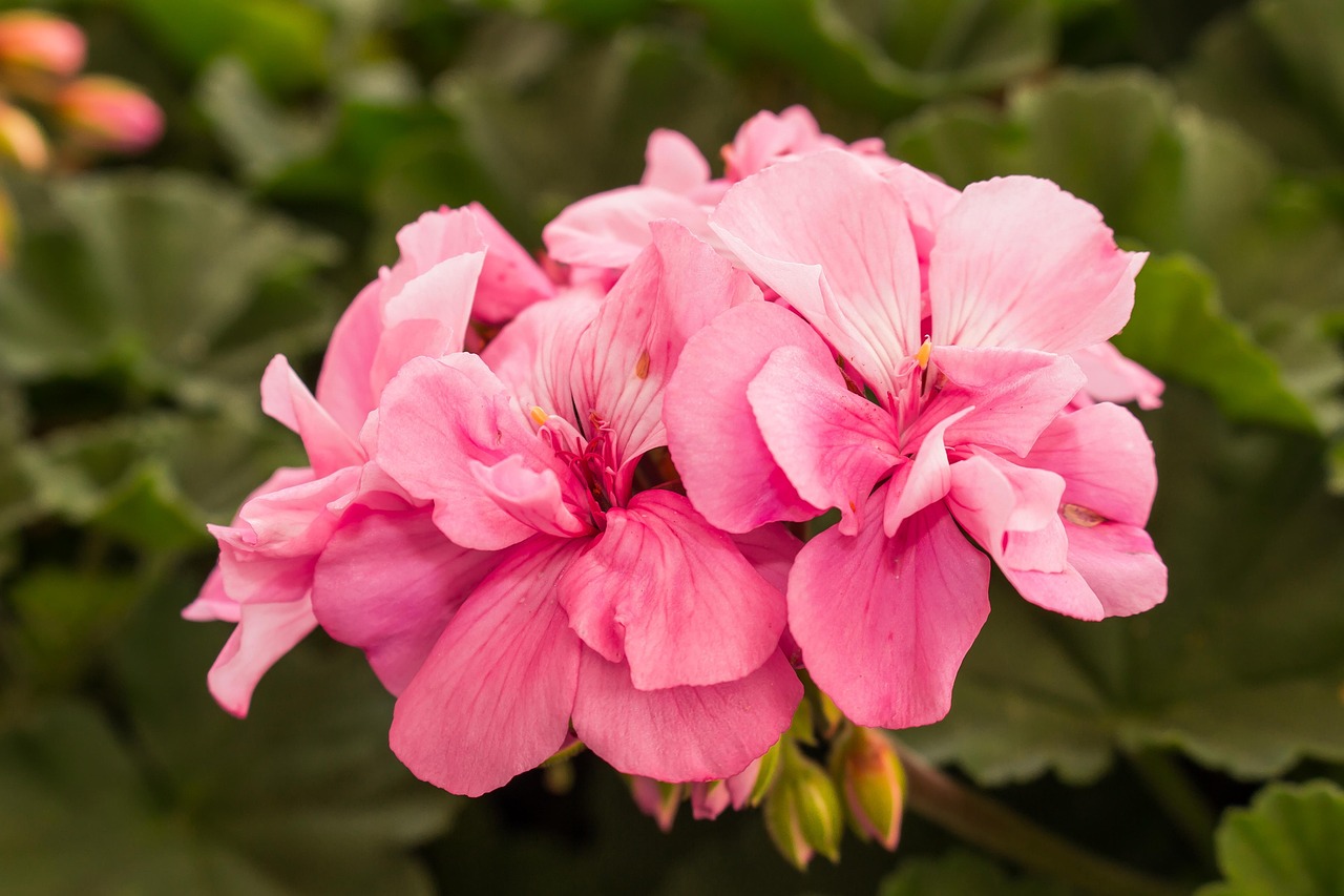 Blumen Natur Schöne - Kostenloses Foto auf Pixabay - Pixabay