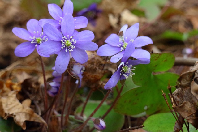 Free Hepatica Spring photo and picture