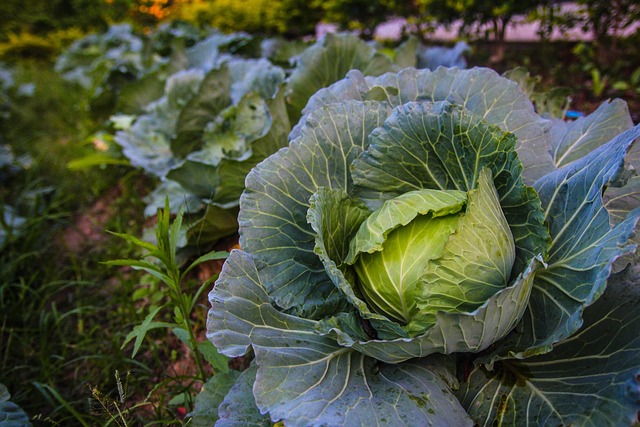 Free Vegetable Plantation photo and picture