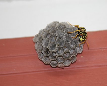 Wespe, Gelbe Jacke, Bienenstock, Nest