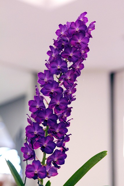 Free Orchid Purple photo and picture