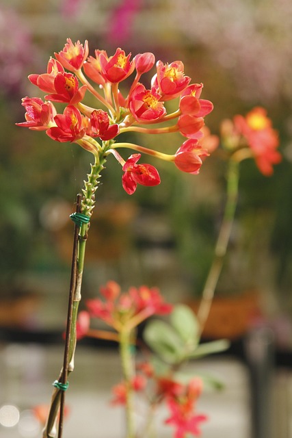 Free Orchid Ground Orchid photo and picture