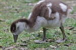 goose, plumage, animal