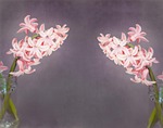 flowers, hyacinth, salmon pink