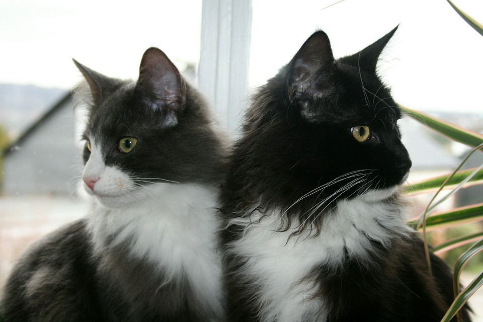 Mapoon Cat Cat Mainecoon Animal - Free photo on Pixabay