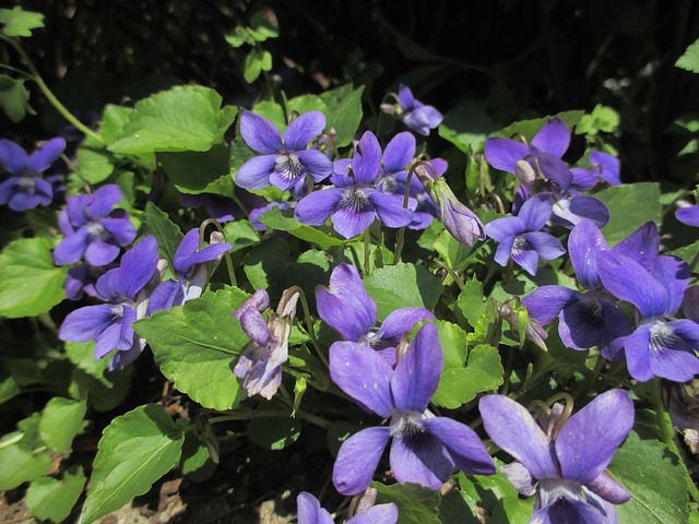 Free Spring Images Violets Violet Wild Violets Spring - Free photo on Pixabay