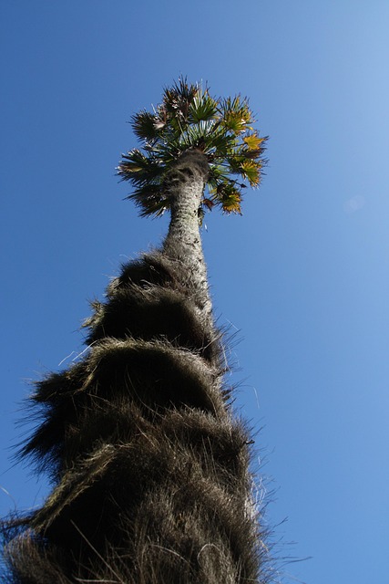 Palmera, Cielo, Azul
