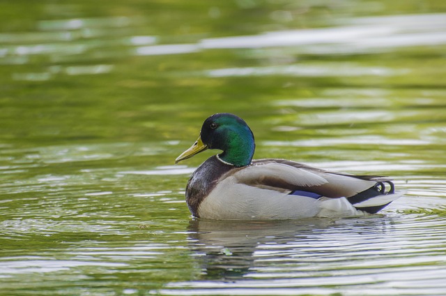 Pato, Salvaje, Fauna Silvestre