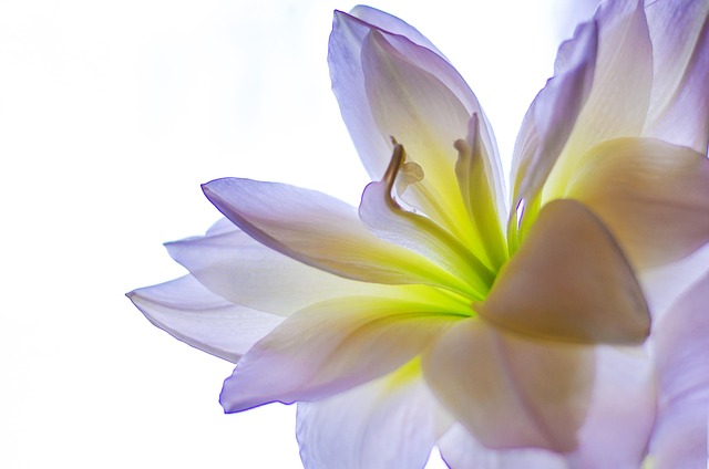Lirio, Flor, Natural, Planta, Florecer