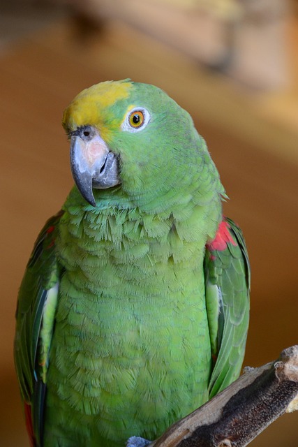 Free Parrot Bird photo and picture