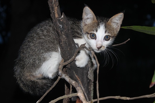 Free Cat Kitten photo and picture