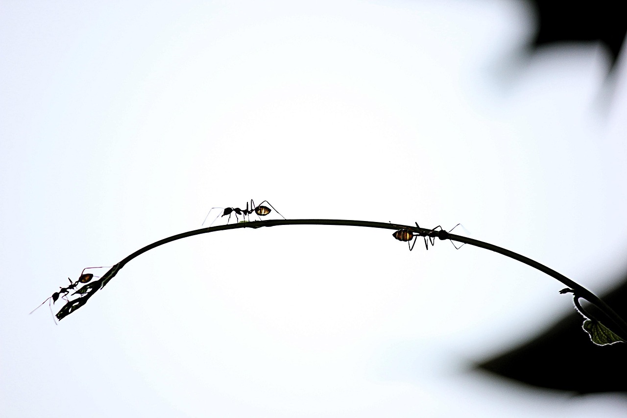 Ant - free online jigsaw puzzle photo