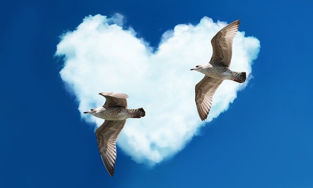 Download free HD stock image of Gull Nature Free gull nature heart illustration