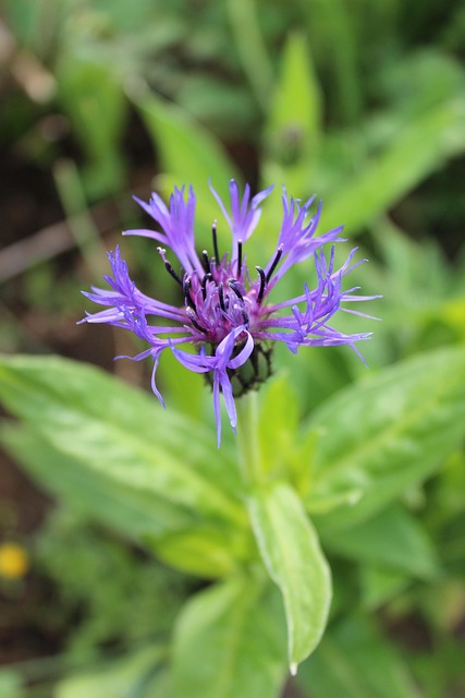 Free Cornflower Blue photo and picture