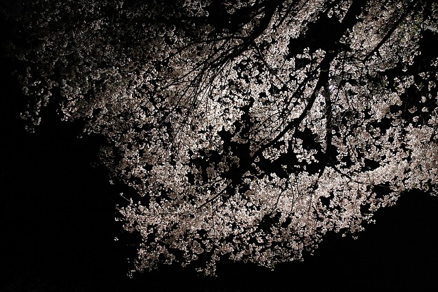 Free Cherry Blossom Spring photo and picture