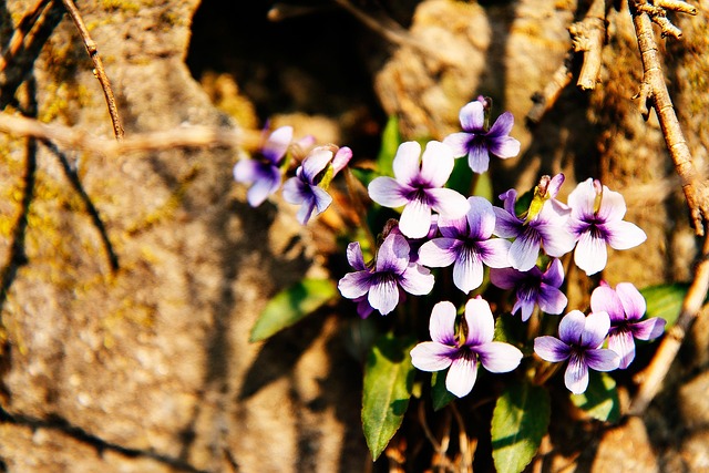 Free Wild Flower 4K Wallpaper 1920X1080 photo and picture