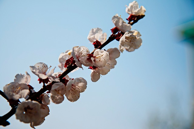 Free Flower Nature photo and picture