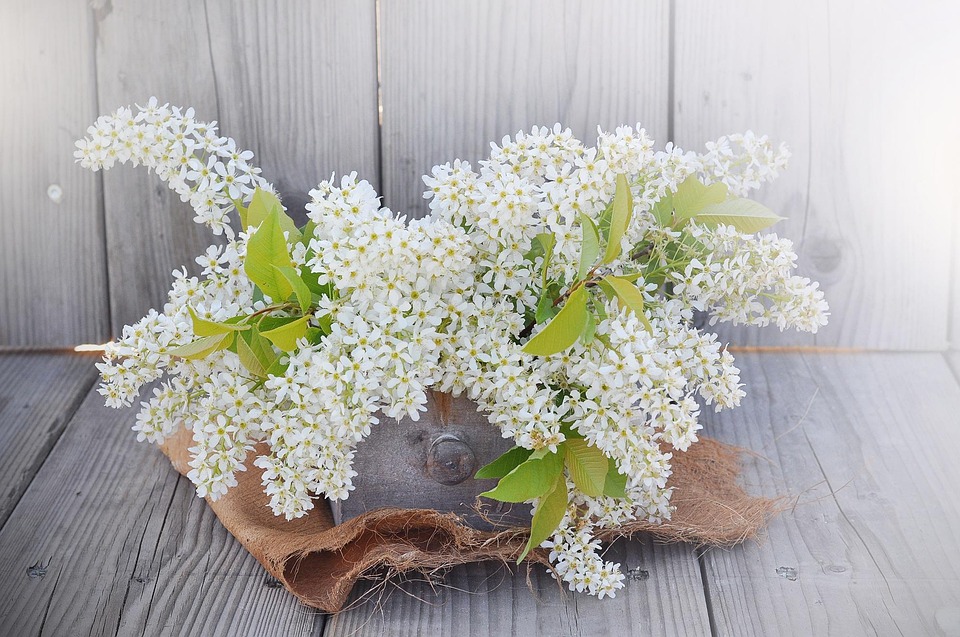 Lilac Blossoms White Free Photo On Pixabay