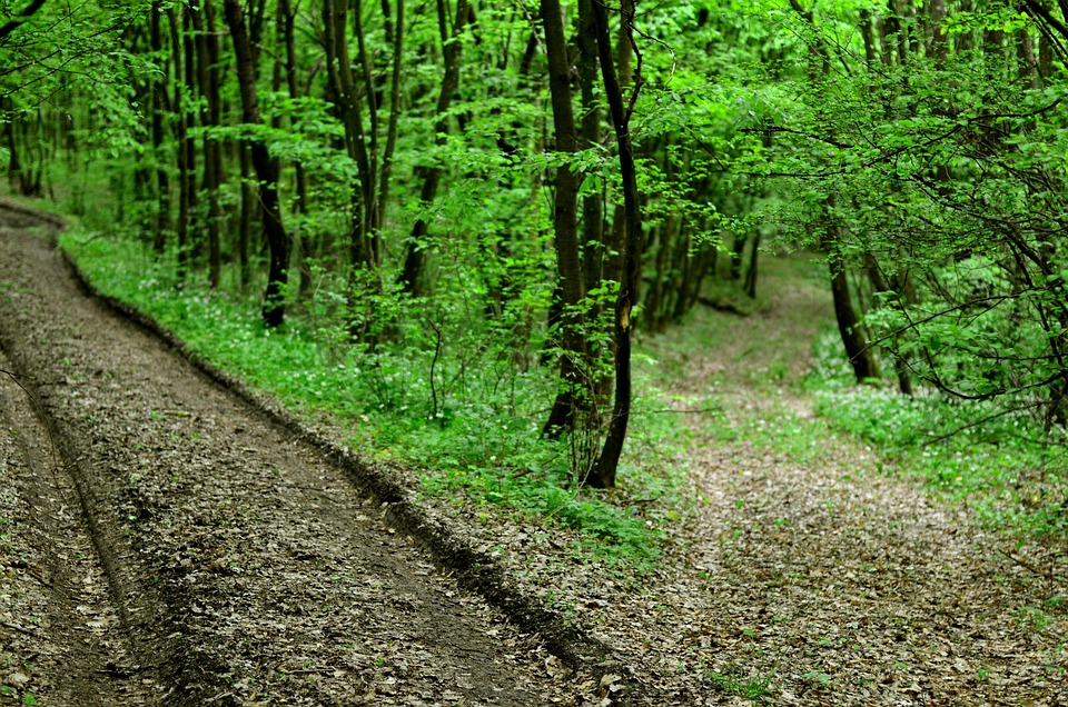 林道 性质 特兰西瓦尼亚 - Pixabay上的免费照片 - Pixabay