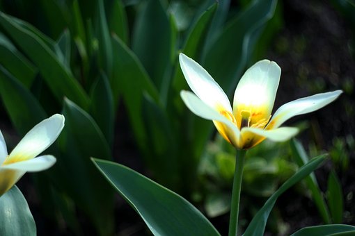Free Flower Plant photo and picture