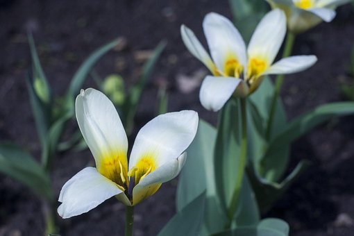 Free Flowers White Flower photo and picture