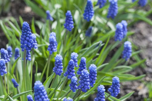Free Flowers Blue photo and picture