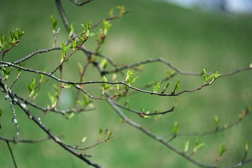 Free Leaves Bloom photo and picture