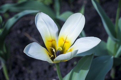 Free Summer Beautiful Flowers photo and picture