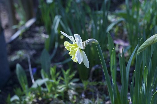 Free White Flower Bloom photo and picture