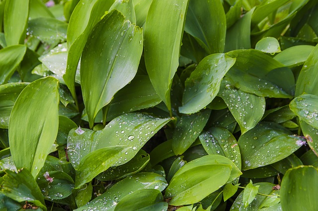 Sale De, Verde, Planta, Bosque