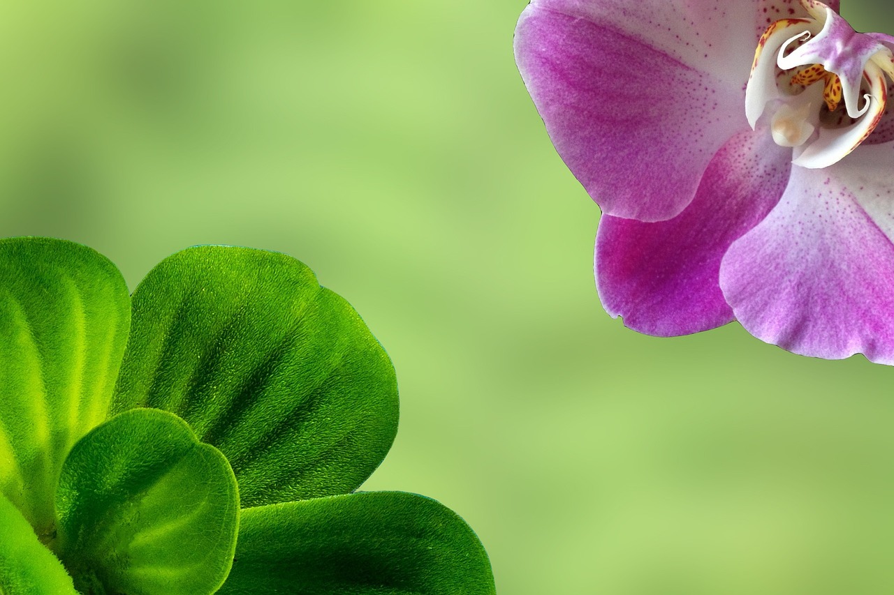 60+ Free Pure Color Background & Pure Images - Pixabay