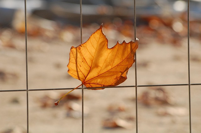 Free Leaf Grid photo and picture