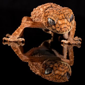 Gecko, Rough Knob, Lizard, Australia