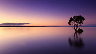 Sunset, Tree, Water, Silhouette