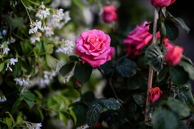 Rosen, Blumen, Garten, Rosa Rose, Blüte
