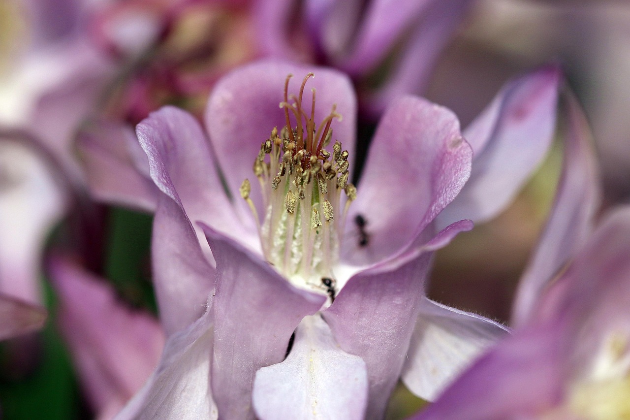 Akleja Blommans Insida Ståndare - Gratis foto på Pixabay - Pixabay